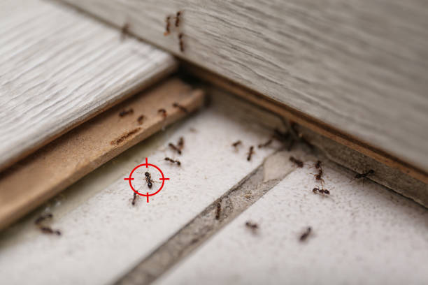 Best Best Pest Control Companies  in Cuyahoga Falls, OH