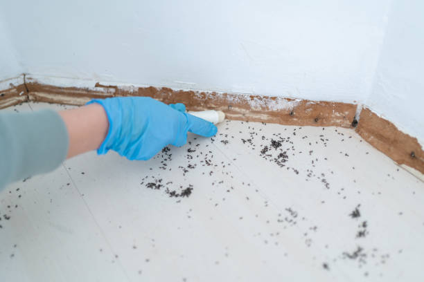 Best Ant Control Services  in Cuyahoga Falls, OH